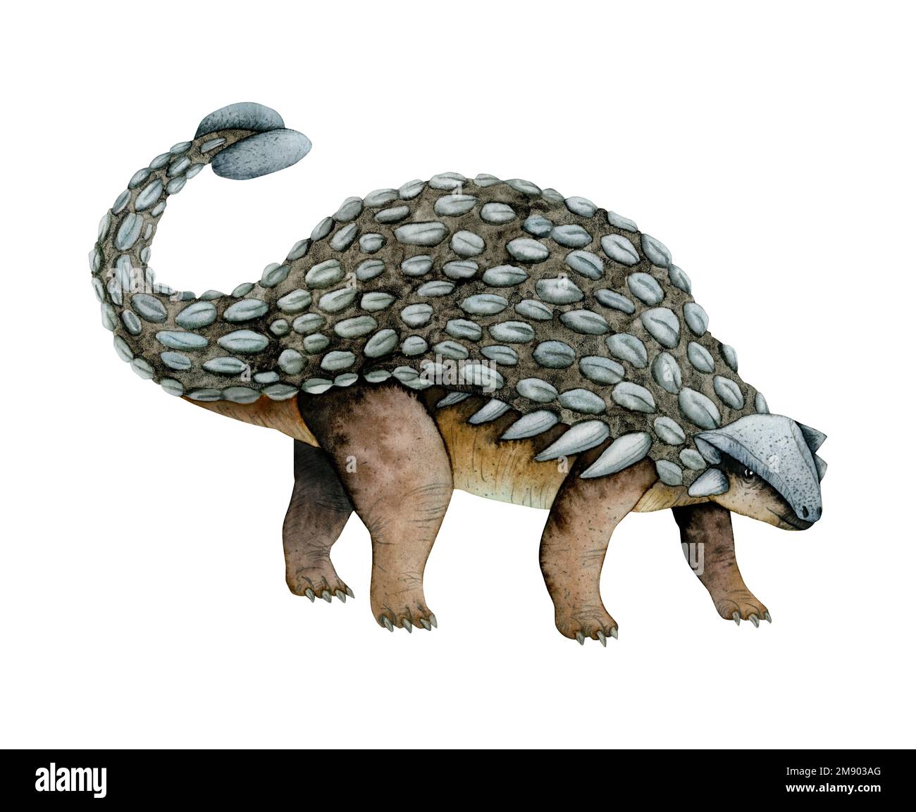 Hand Drawn Brown Gray Watercolor Ankylosaurus Dinosaur Illustration Prehistoric Ealistic