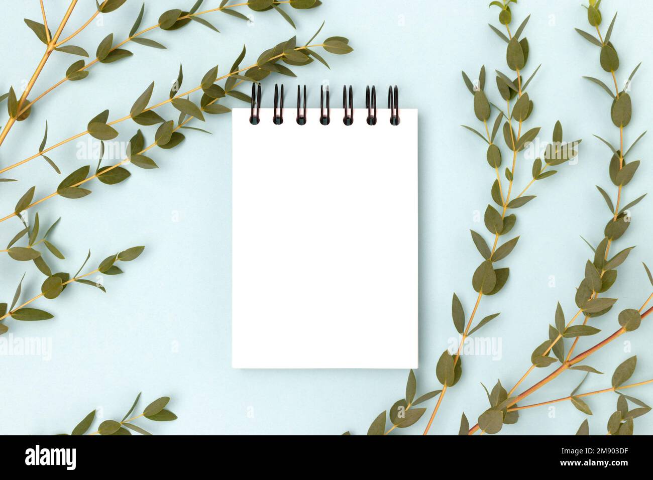 Eucalyptus branches and blank notepad mockup on a blue background. Stock Photo
