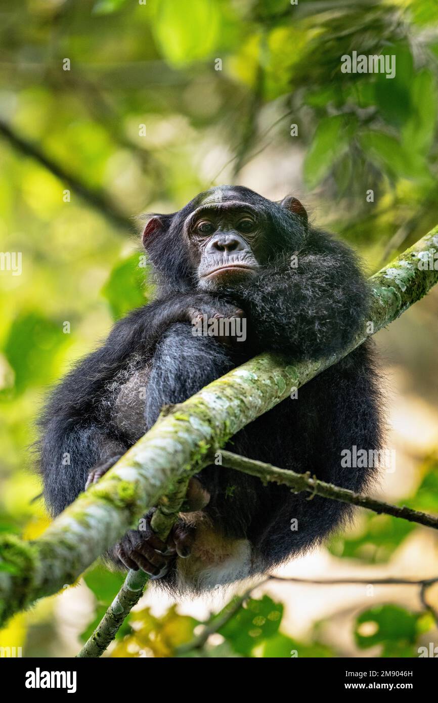A chimpanzee looking down at the photographer from the trees.  Image captured in Kibale rainforest, western Uganda. Stock Photo