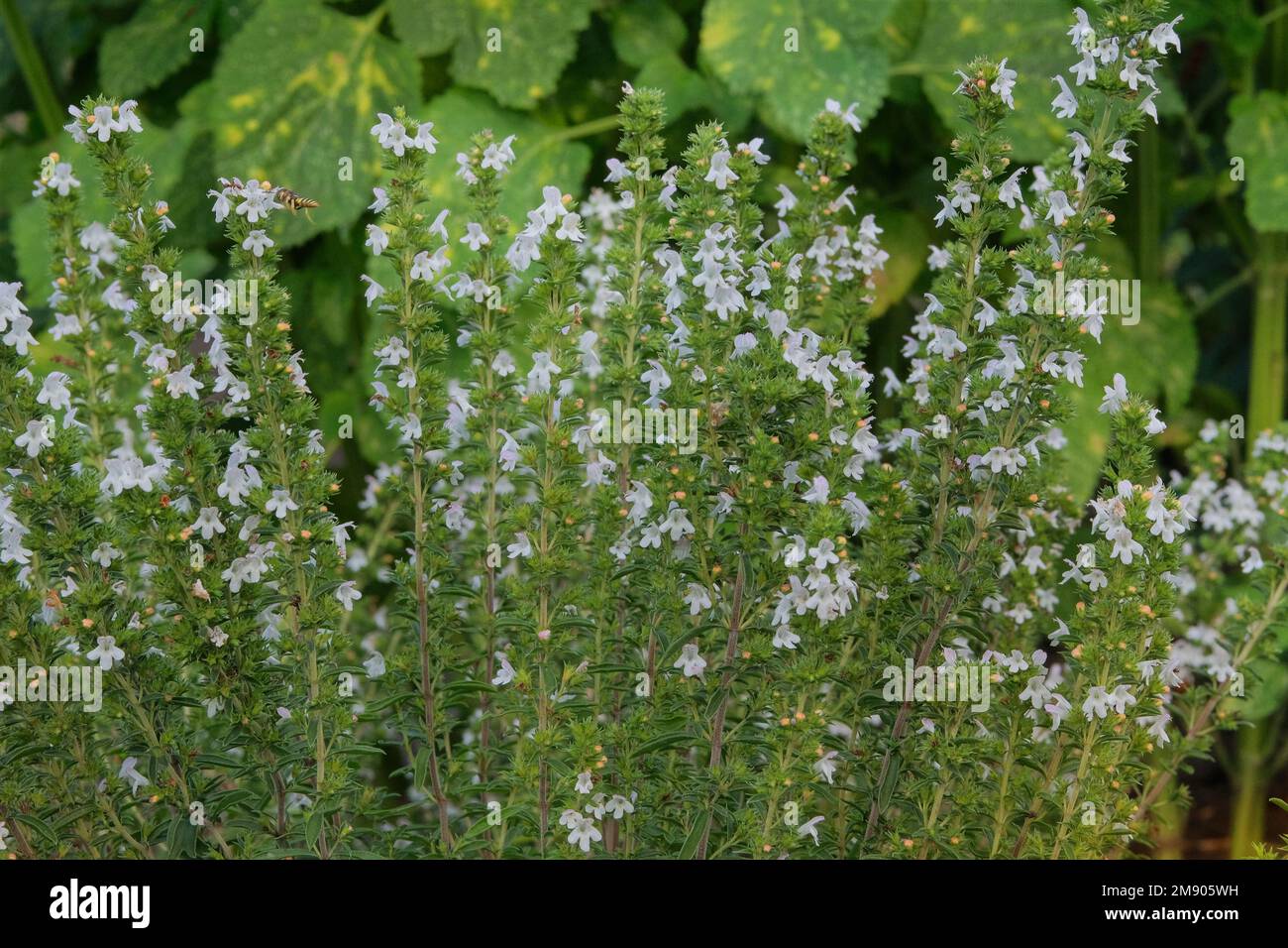 Dracocephalum grown in a rustic farm garden. White flowers in farming and harvesting. Alpine meadows. Stock Photo