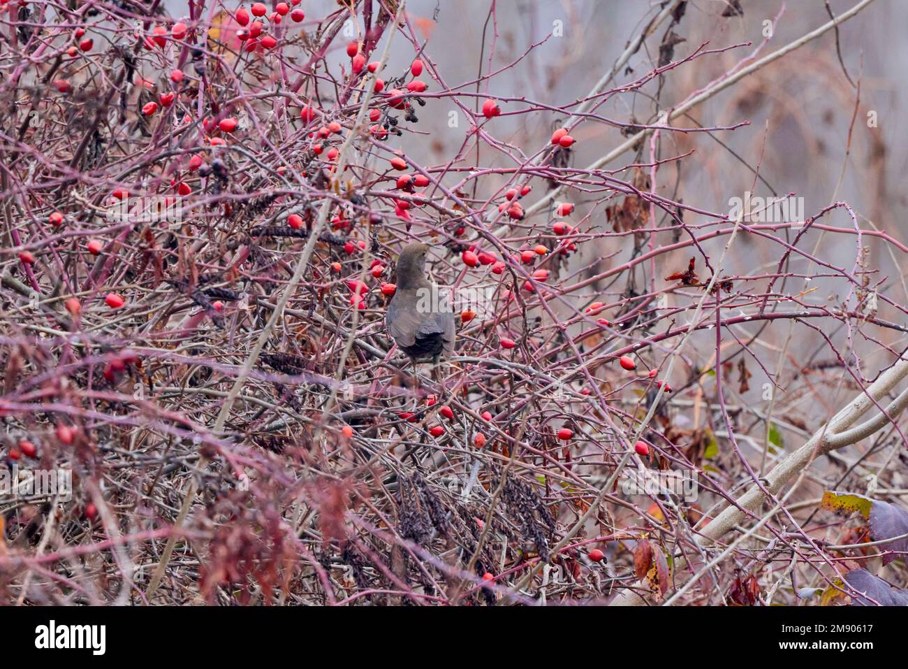 the female bird (Turdus merula) on the branches of a poppies Stock Photo