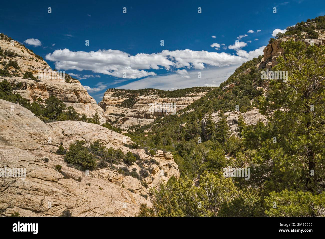 Slickrock formations, pinyon juniper forest in Sand Canyon, Echo Park Road, Dinosaur National Monument, Colorado, USA Stock Photo