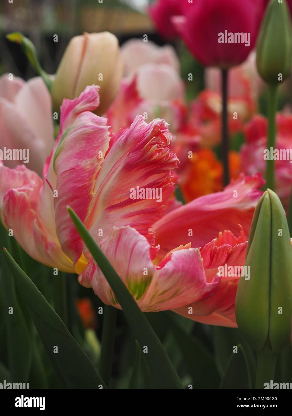 Close up of a Tulipa 'Apricot Parrot' flower growing in a tulip border Stock Photo