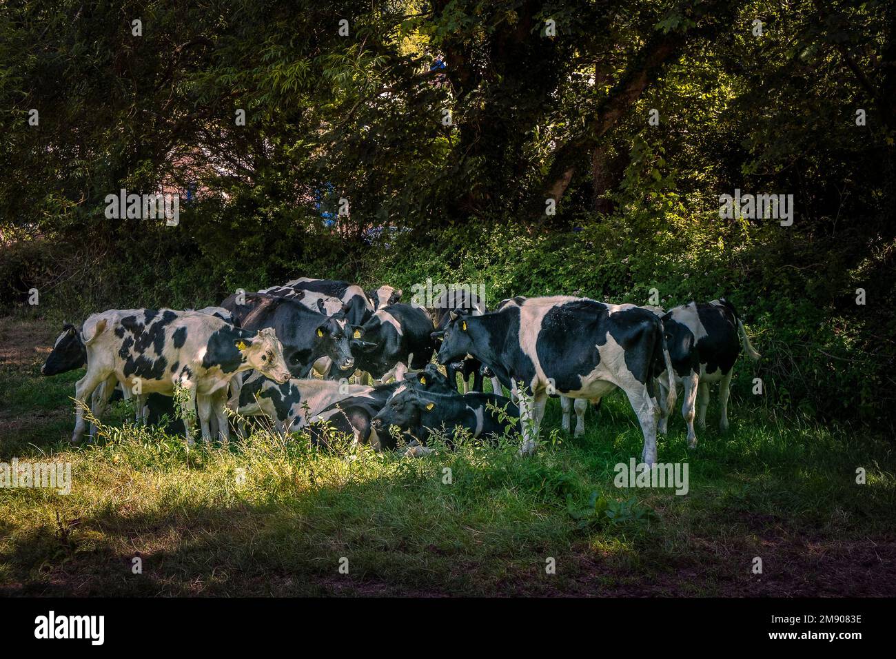A small herd of cows in a field in Cornwall in England in the UK. Stock Photo