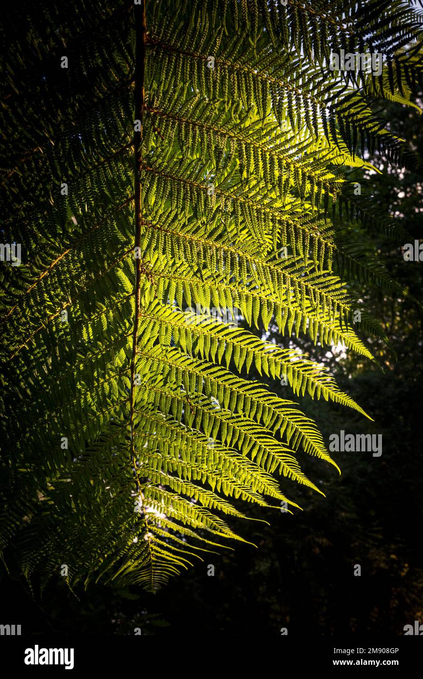 Evening sunlight backlighting the delicate fronds of a Soft Tree Fern Dicksonia antarctica in a garden in Cornwall in the UK. Stock Photo