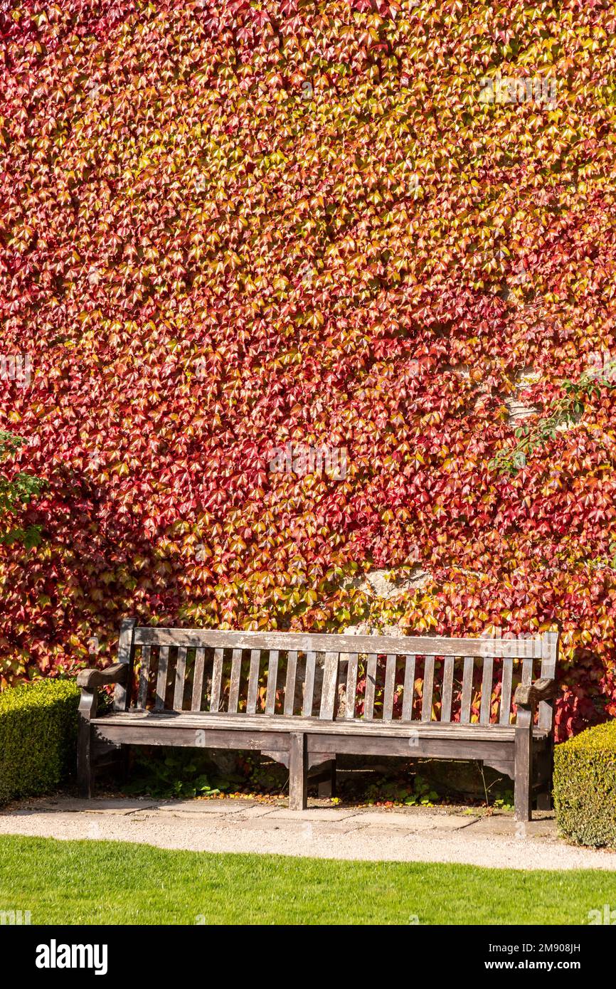 Wooden bench and ivy covered wall in autumn Stock Photo