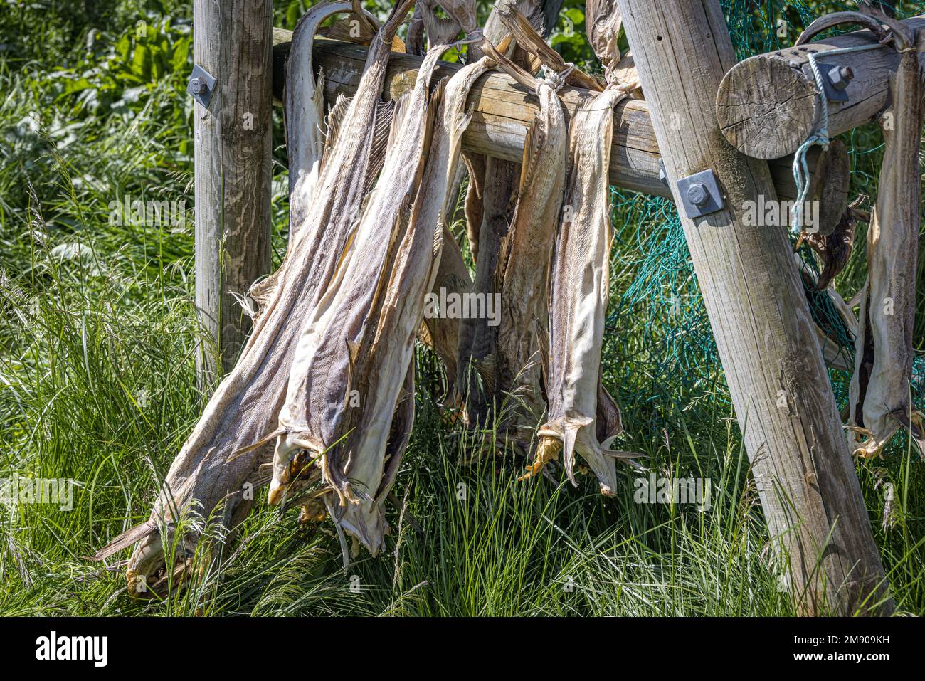 Stockfish hanging out to dry, Vesteralen, Nordland, Norway Stock Photo