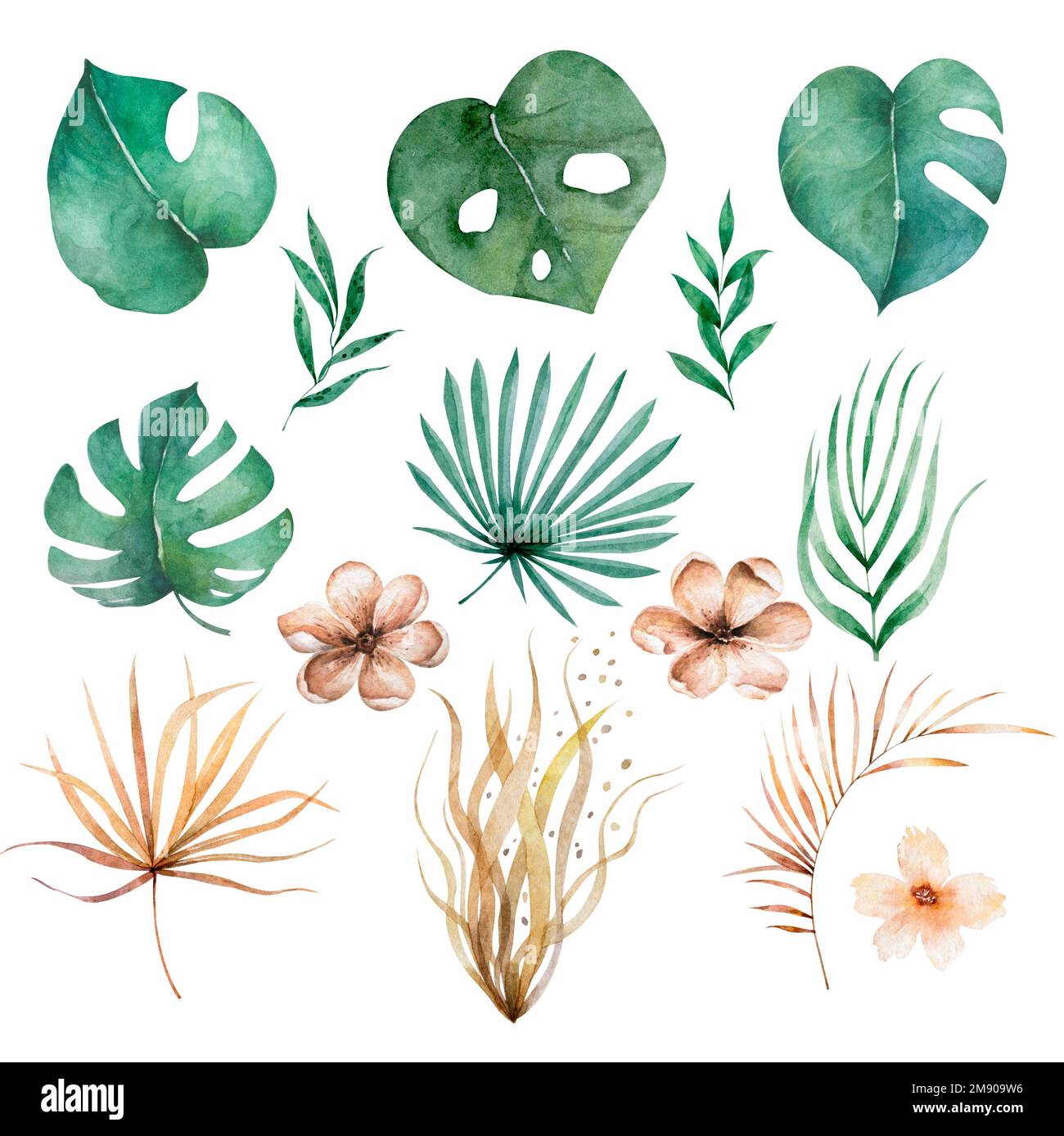 Watercolour palm leaf tropical hi-res stock photography and images - Alamy