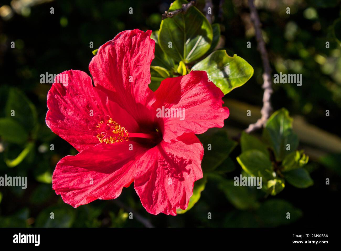 Red flowers nature hi-res stock photography and images - Alamy