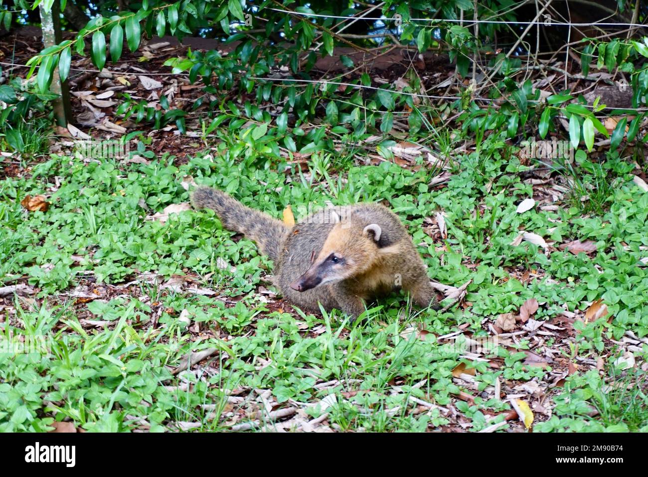Curious coati stretches head to the side Stock Photo