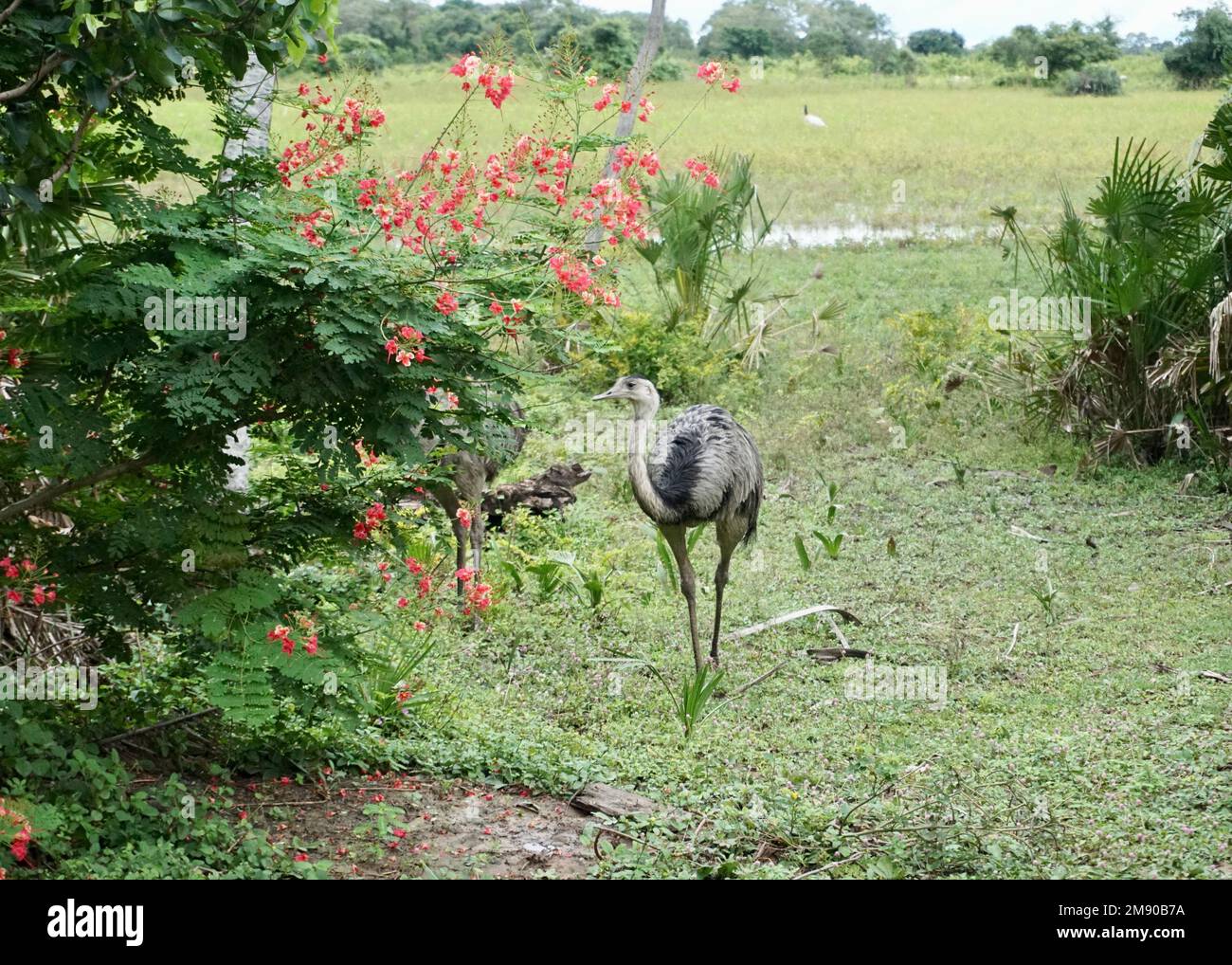 South American ostrich (emu) standing on a grass with flowers in Mato Grosso Stock Photo