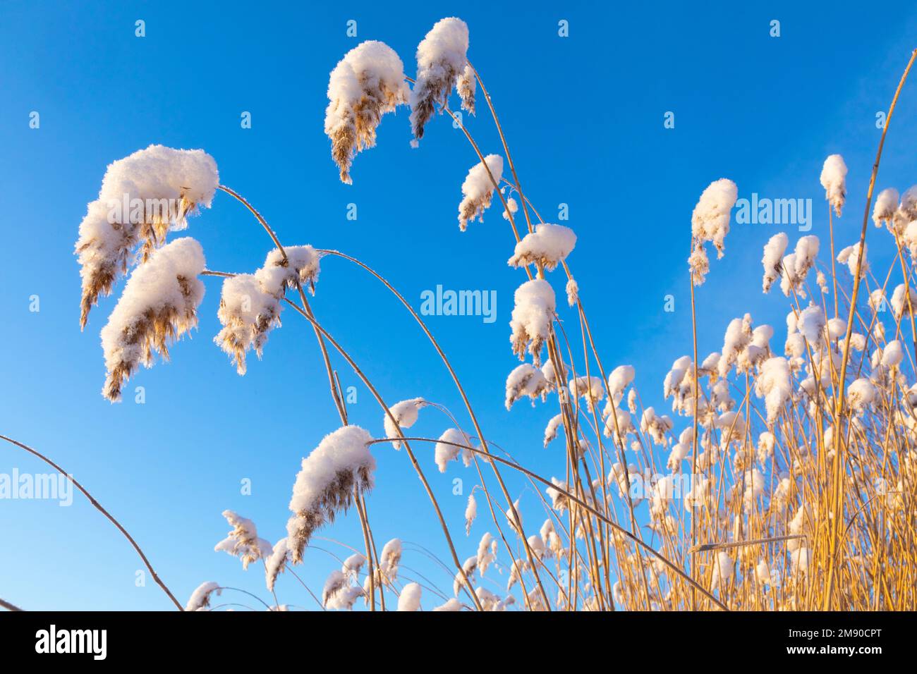 Snowy Reeds in the winter Stock Photo