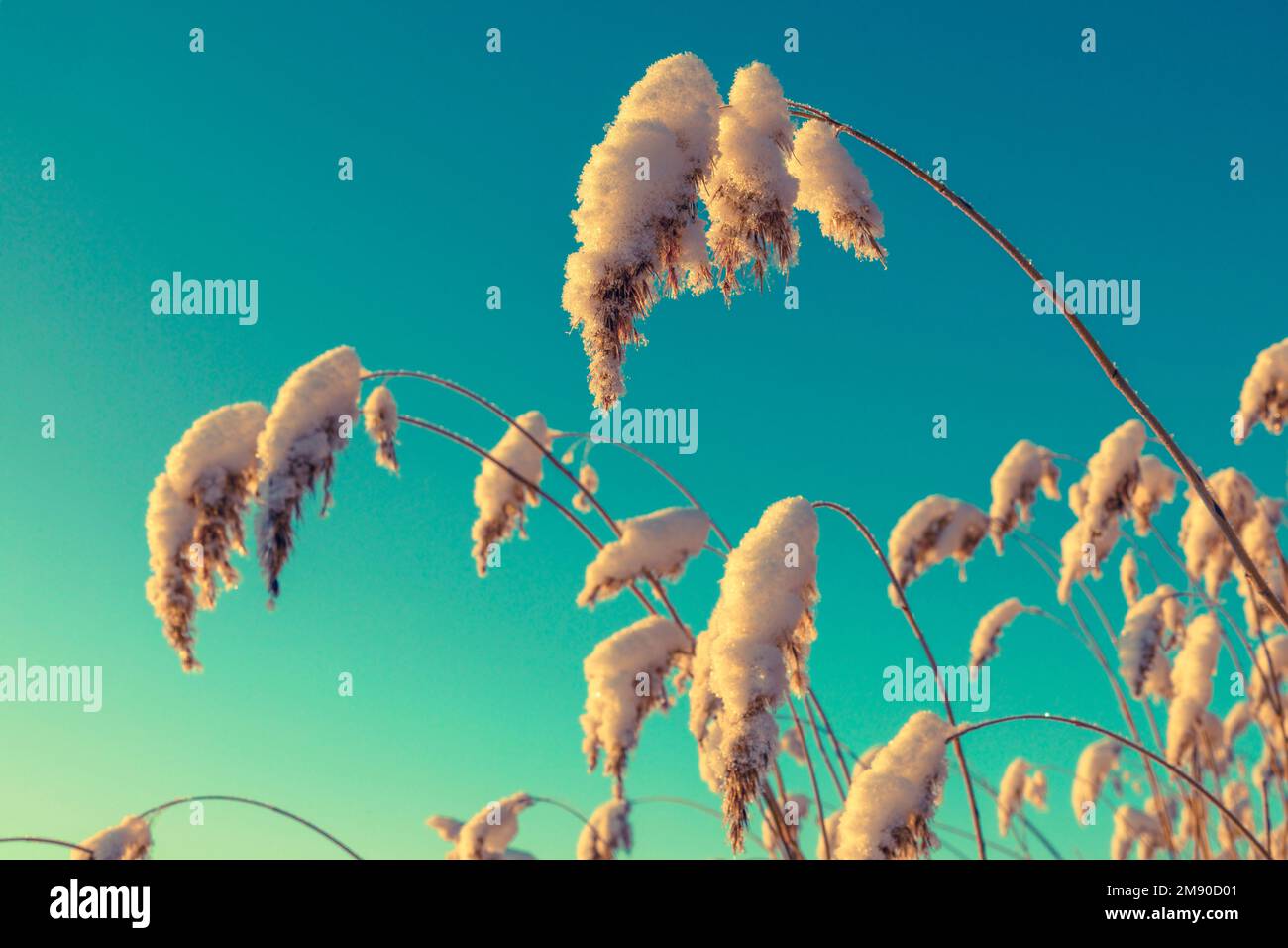 Retro Snowy Reeds in the winter Stock Photo