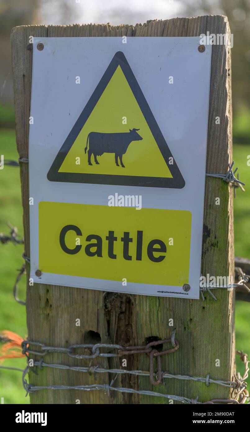 Lincolnshire, England UK - A cattle warning sign on a gatepost on a country footpath Stock Photo