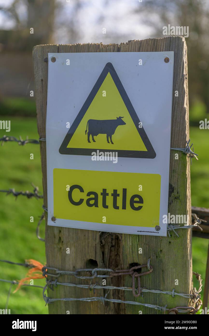 Lincolnshire, England UK - A cattle warning sign on a gatepost on a country footpath Stock Photo