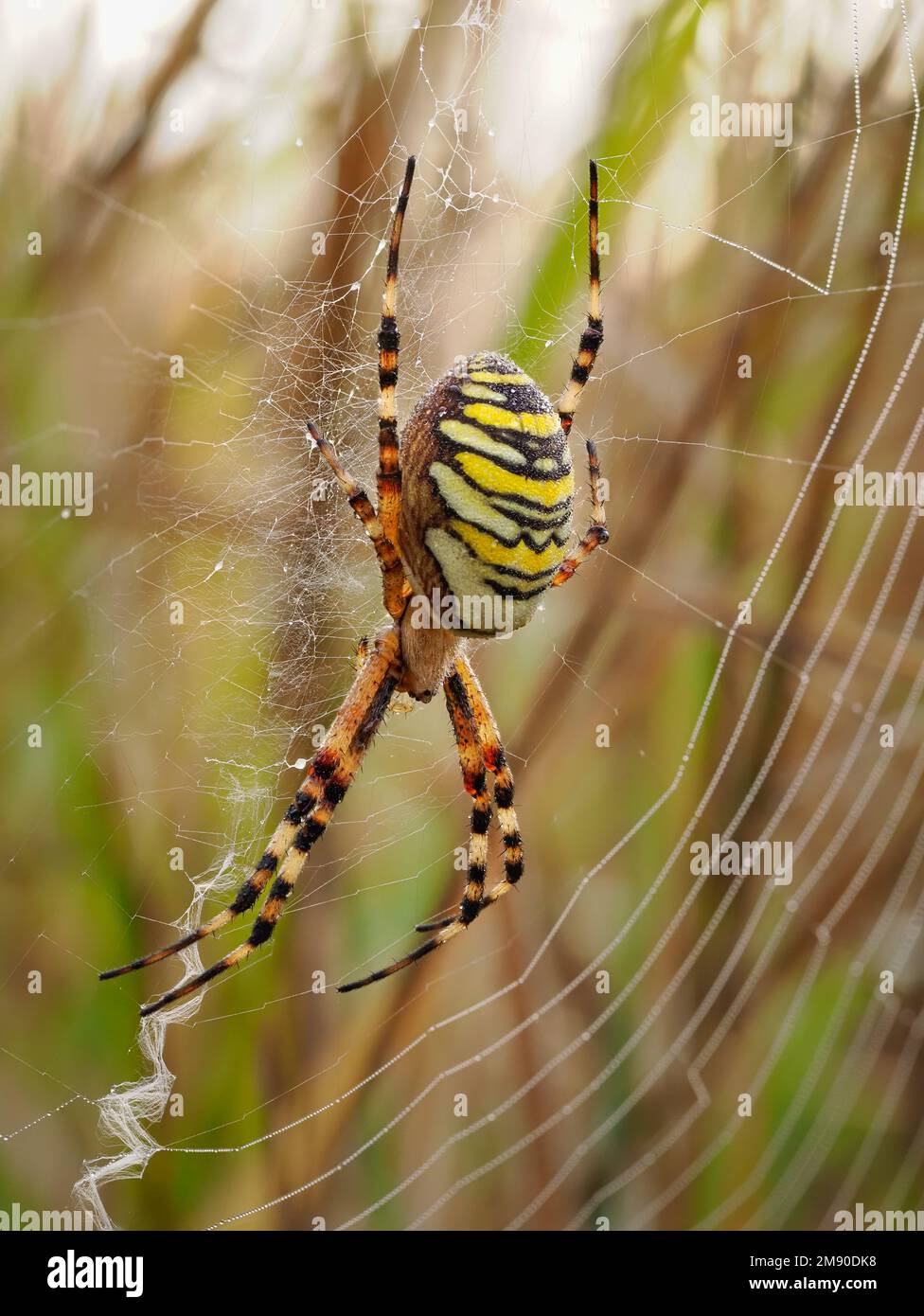 A female wasp spider (Argiope bruennichi) on the web showing the stabilimentum, photographed in unmanaged grassland in Wiltshire, England. Stock Photo