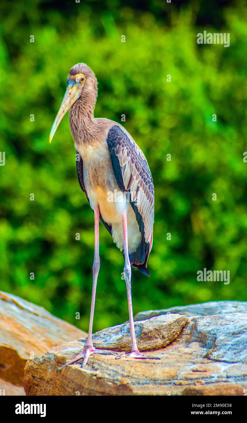 Painted Stork Stock Photo