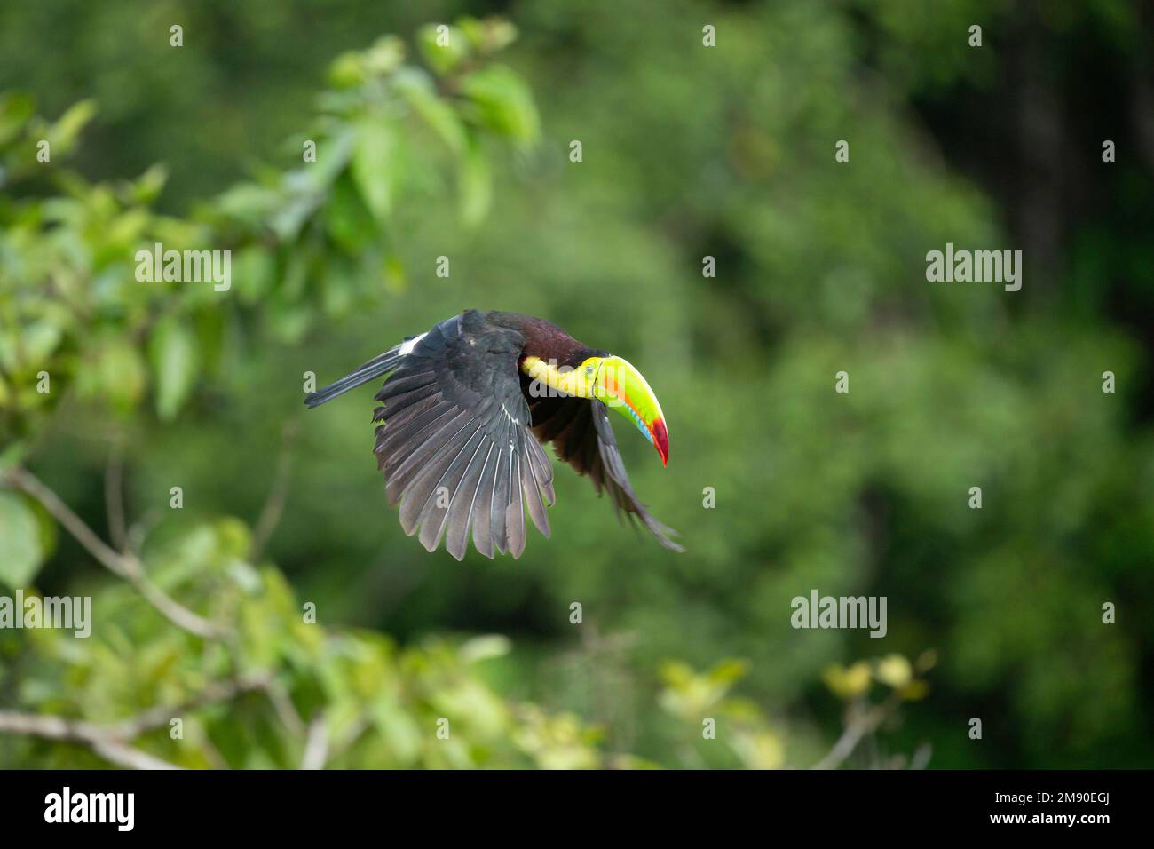 Keel-billed Toucan (Ramphastos sulfuratus) in flight, Lowland rainforest, Boca Tapada, Alajuela Province, Costa Rica Stock Photo