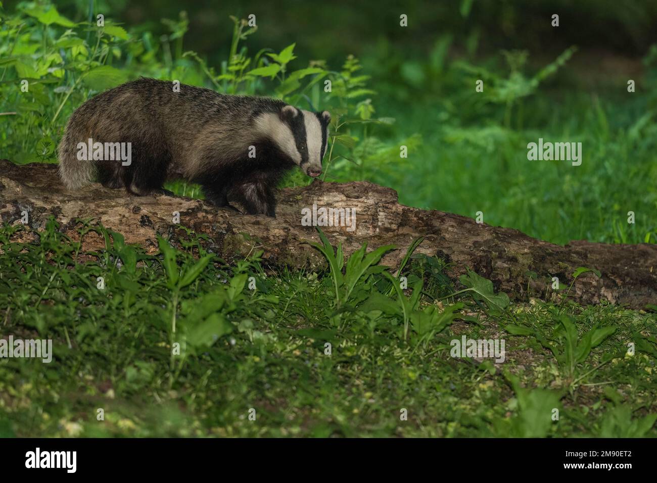 Lactating sow, Eurasian Badger (Meles meles), on a nature reserve in the Herefordshire UK countryside. May 2022 Stock Photo