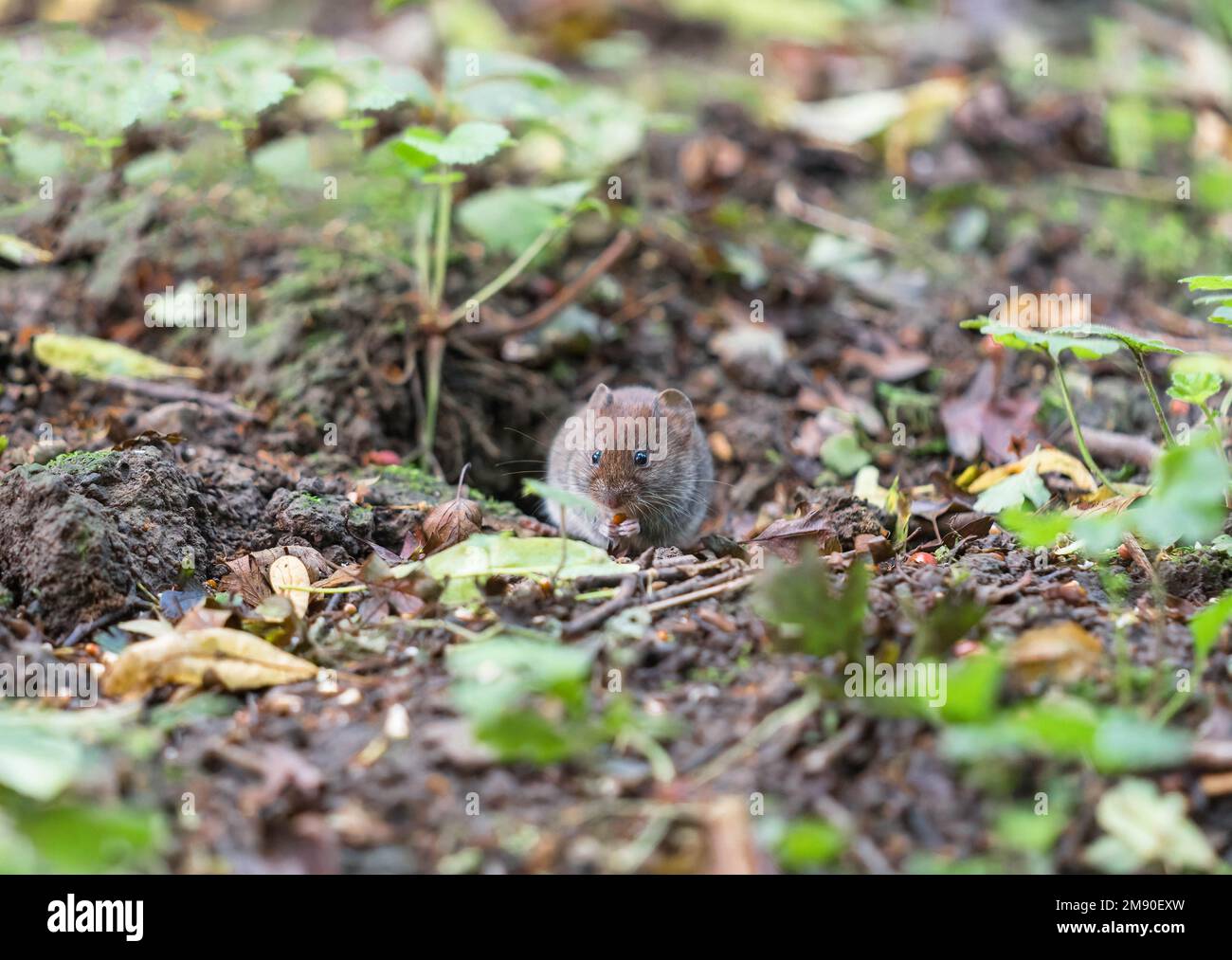Bank Vole ( Myodes glareolus) feeding on seeds from bird feeder