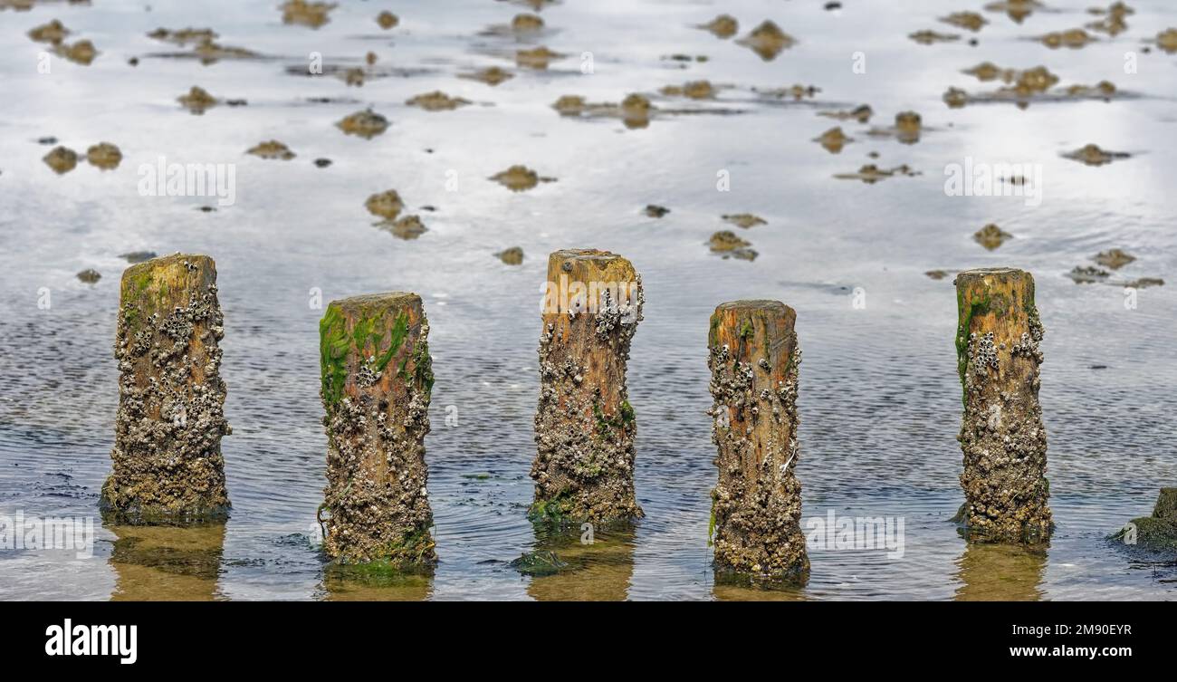 common barnacle (Semibalanus balanoides) at wood stake,North Sea,Germany Stock Photo