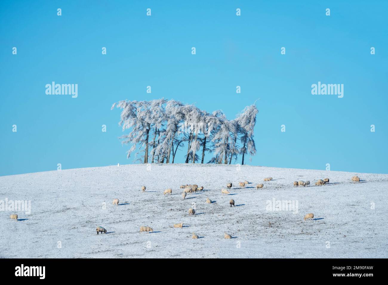Welsh sheep searching for a meal beneath the winter snow, Llandegley Powys, Mid Wales UK. December 2022 Stock Photo