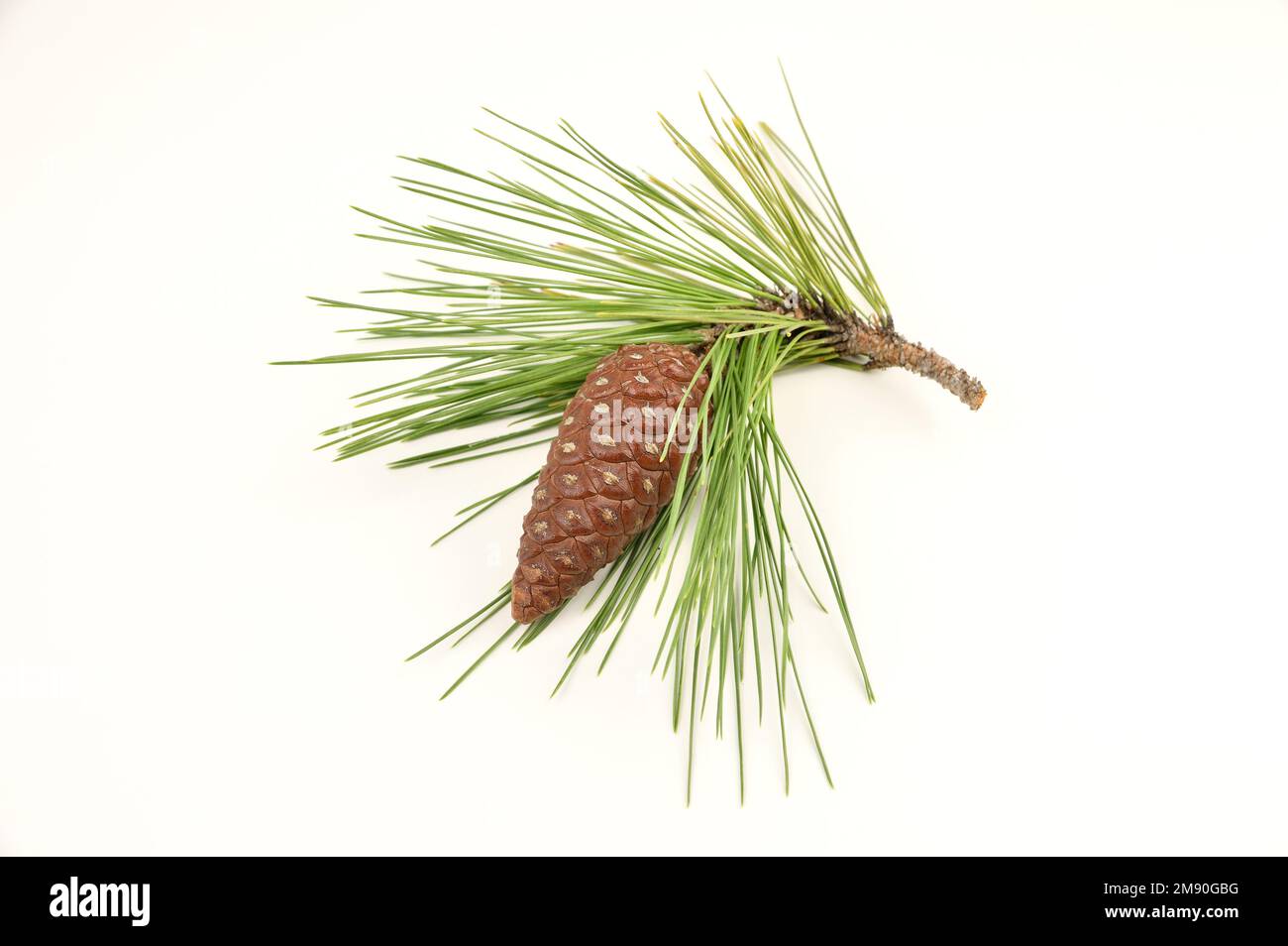 Pine cone with branch on a white background Stock Photo - Alamy