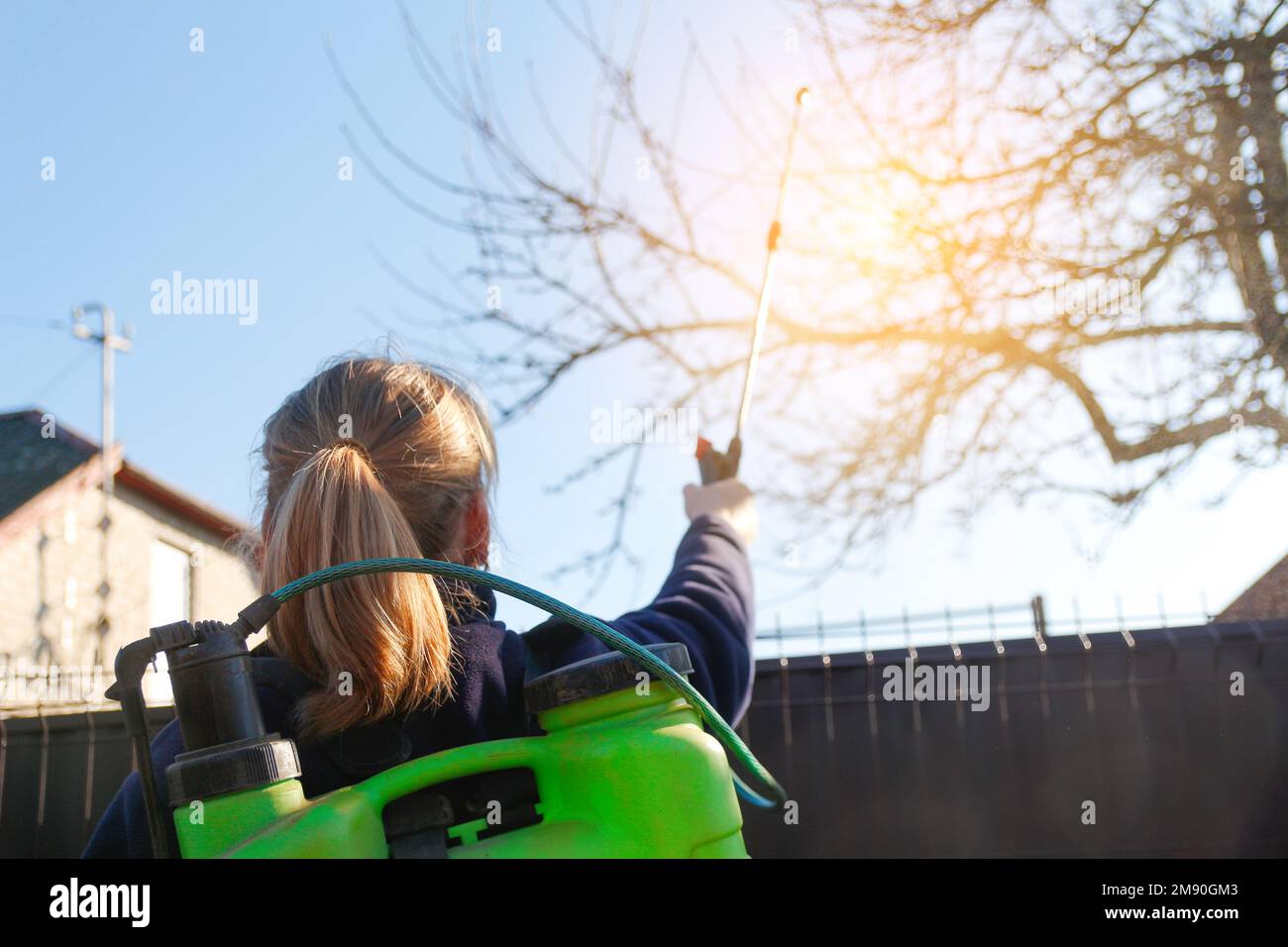 Fumigating pesti, pest control. Defocus farmer woman spraying tree with manual pesticide sprayer against insects in spring garden. Agriculture and Stock Photo