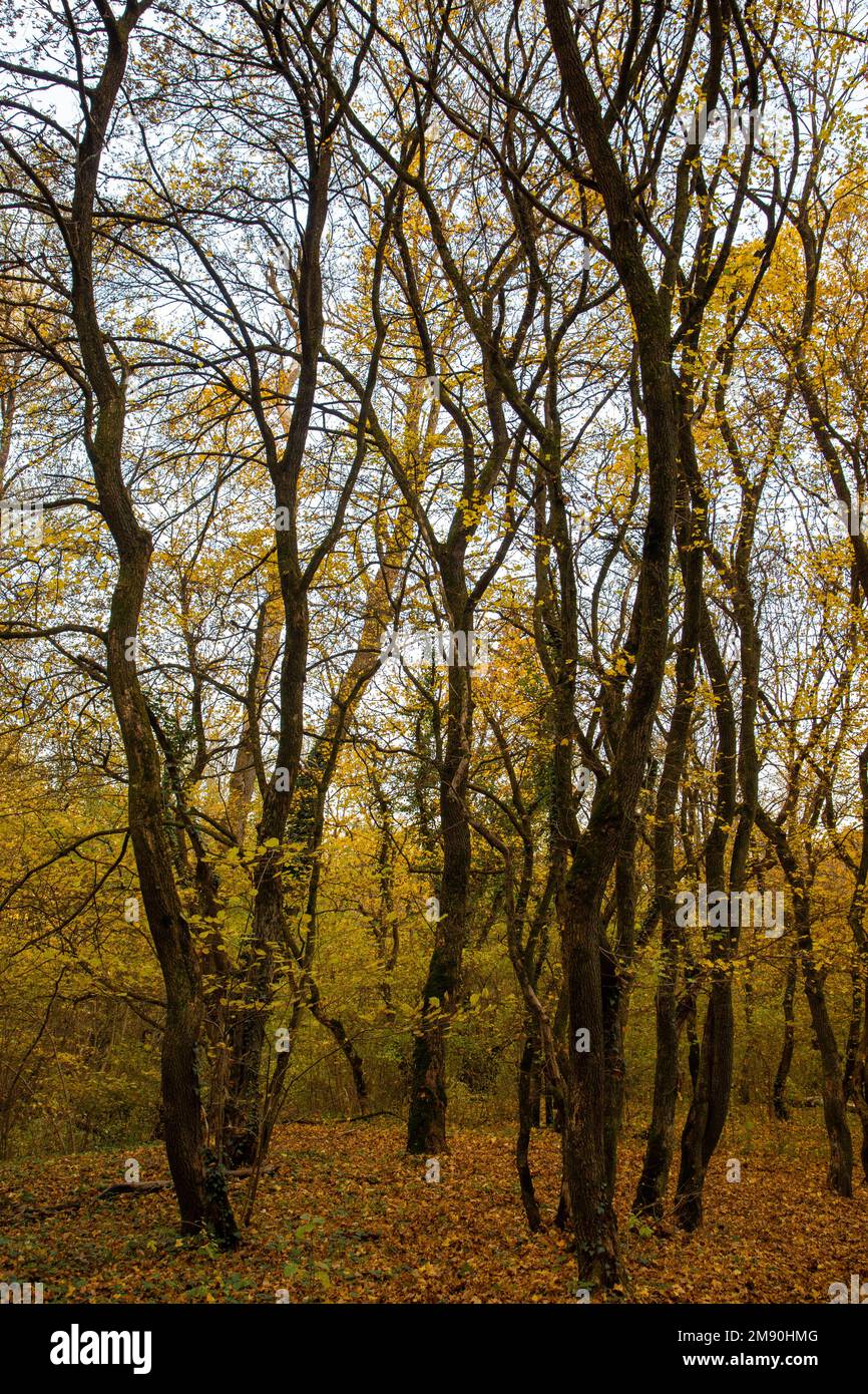 late autumn in the forest, foliage Stock Photo - Alamy