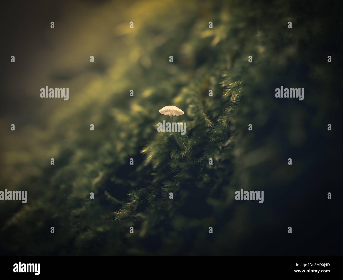 The frosty bonnet, Mycena adscendens surrounded by green vegetation. Stock Photo