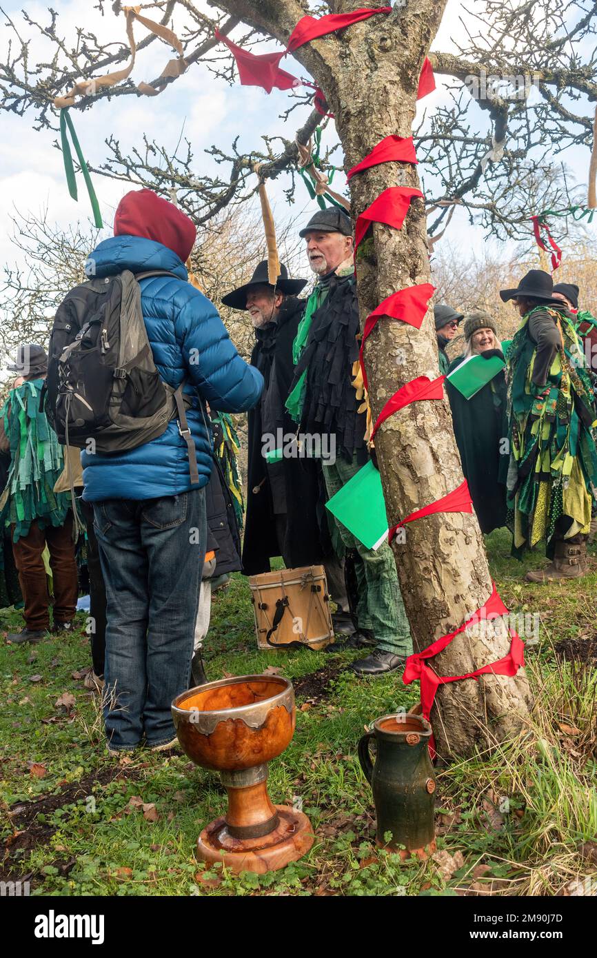 Wassailing event at the Weald and Downland Living Museum, January 2023, West Sussex, England, UK. The wassail bowl next to an apple tree in an orchard Stock Photo