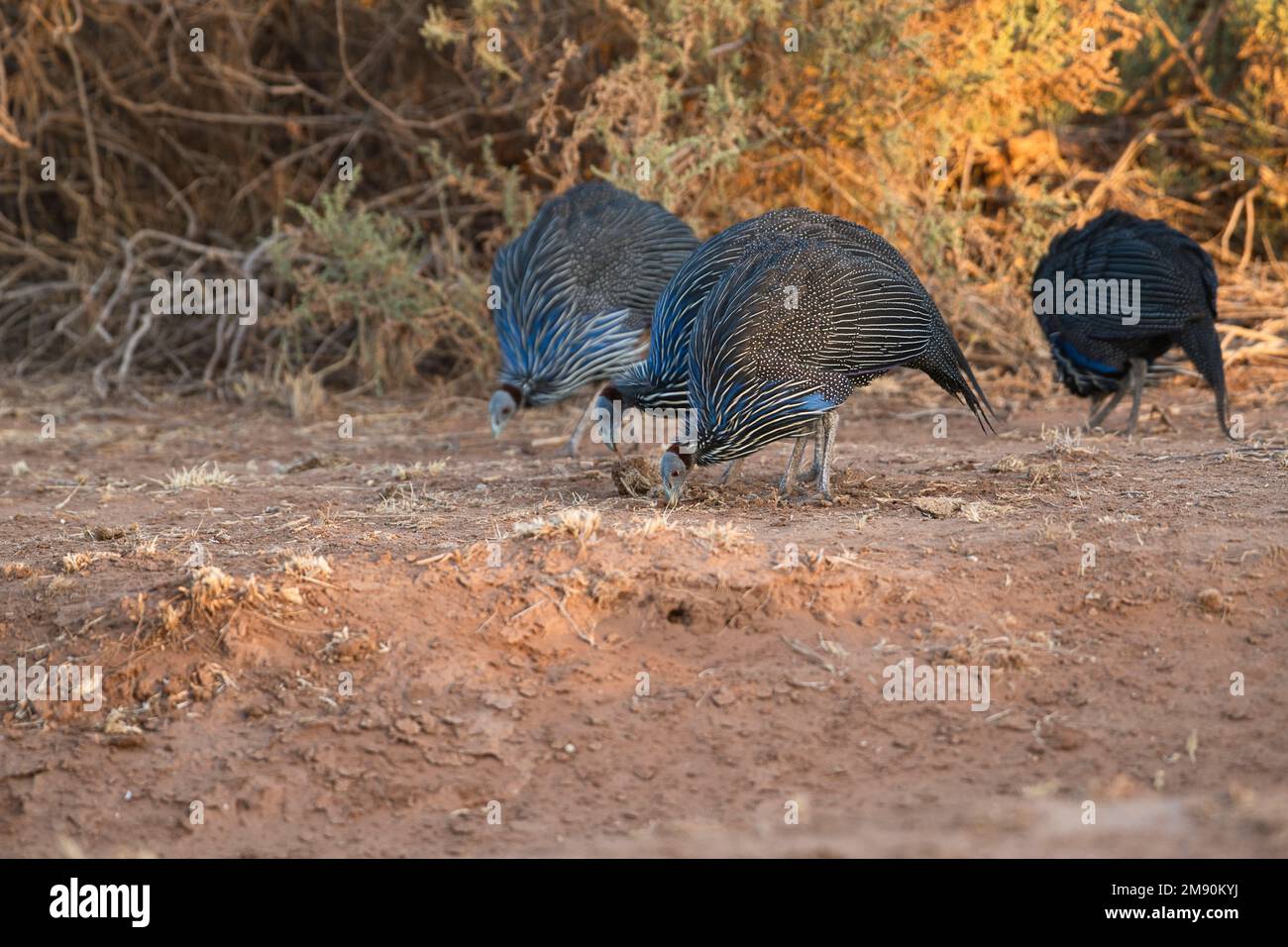 Vulturine guineafowl (Acryllium vulturinum), a small group foraging for seeds and other food. Stock Photo