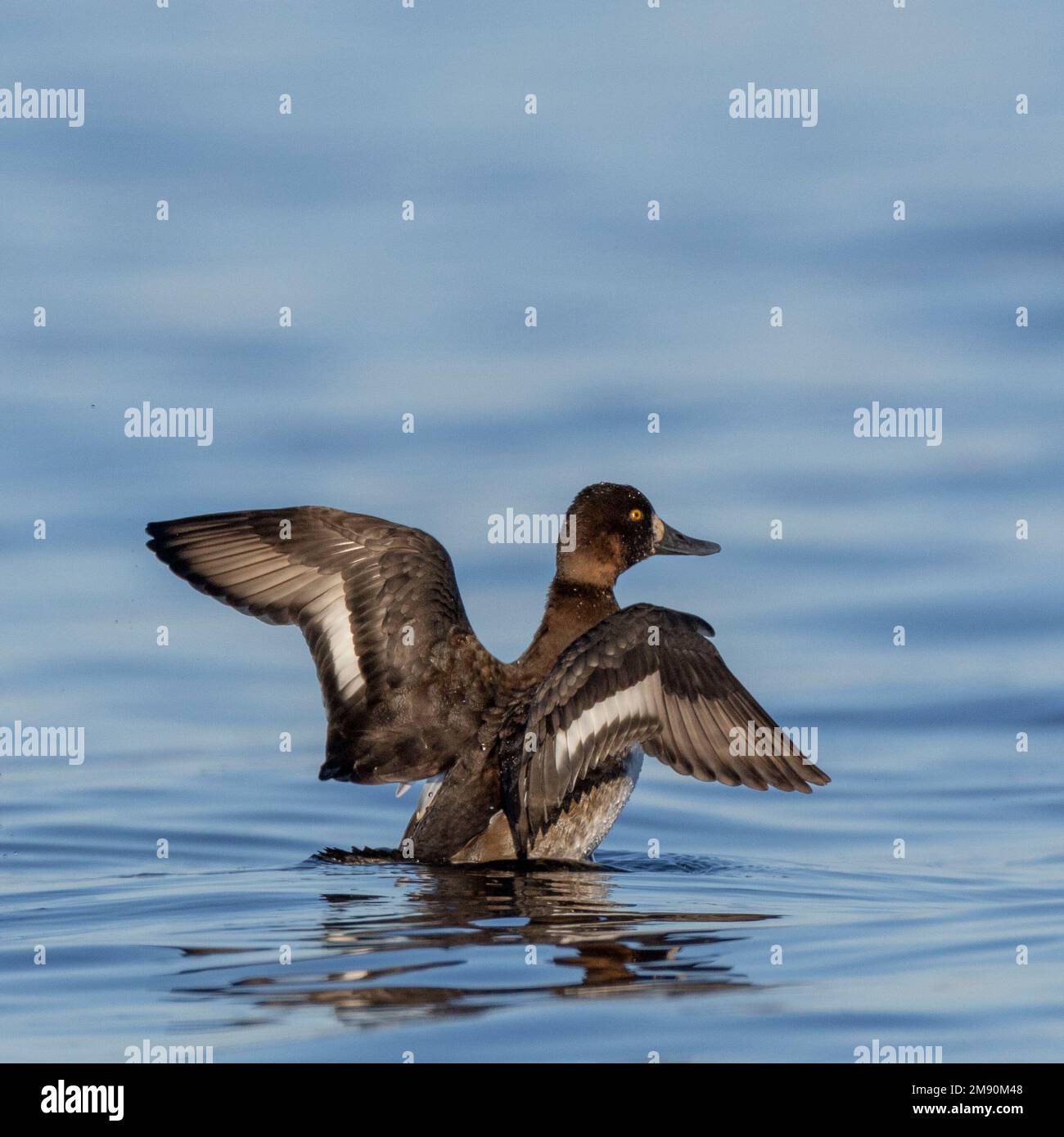 A greater scaup (Aythya marila) flaps its wings on the Ottawa River