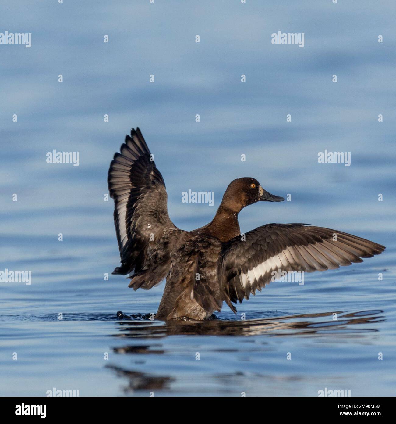 A greater scaup (Aythya marila) flaps its wings on the Ottawa River near the Britannia water filtration plant gates. Stock Photo