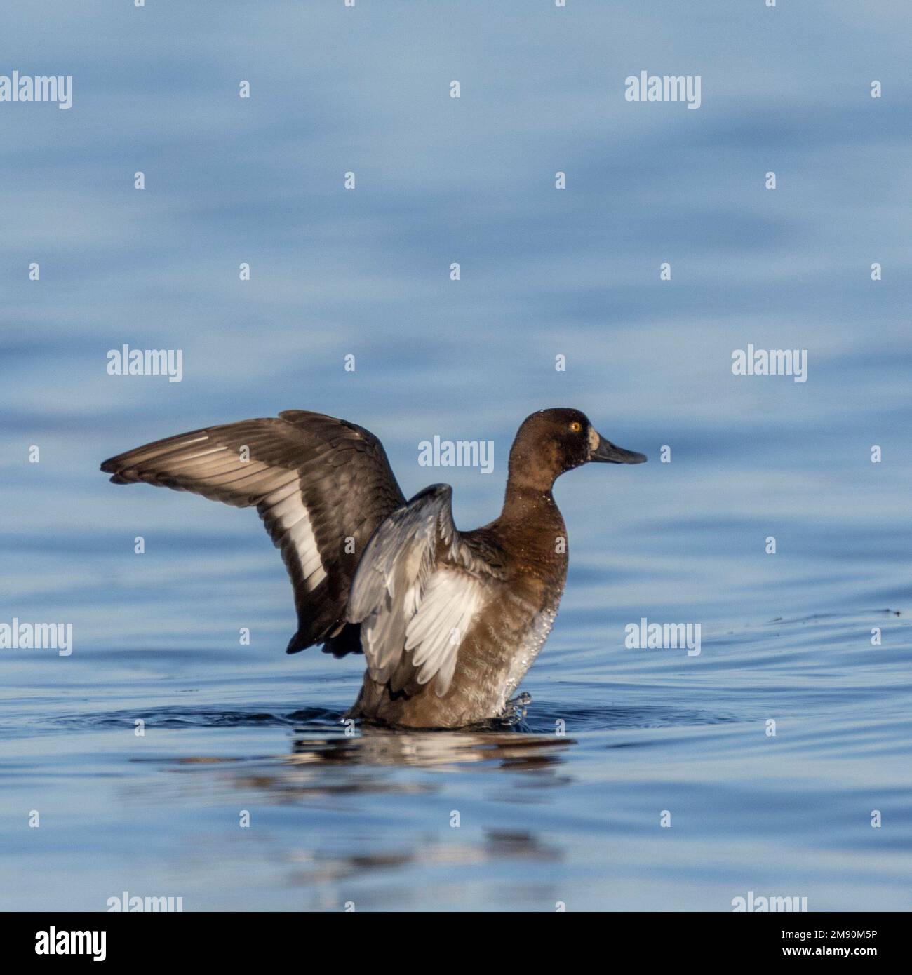 A greater scaup (Aythya marila) flaps its wings on the Ottawa River