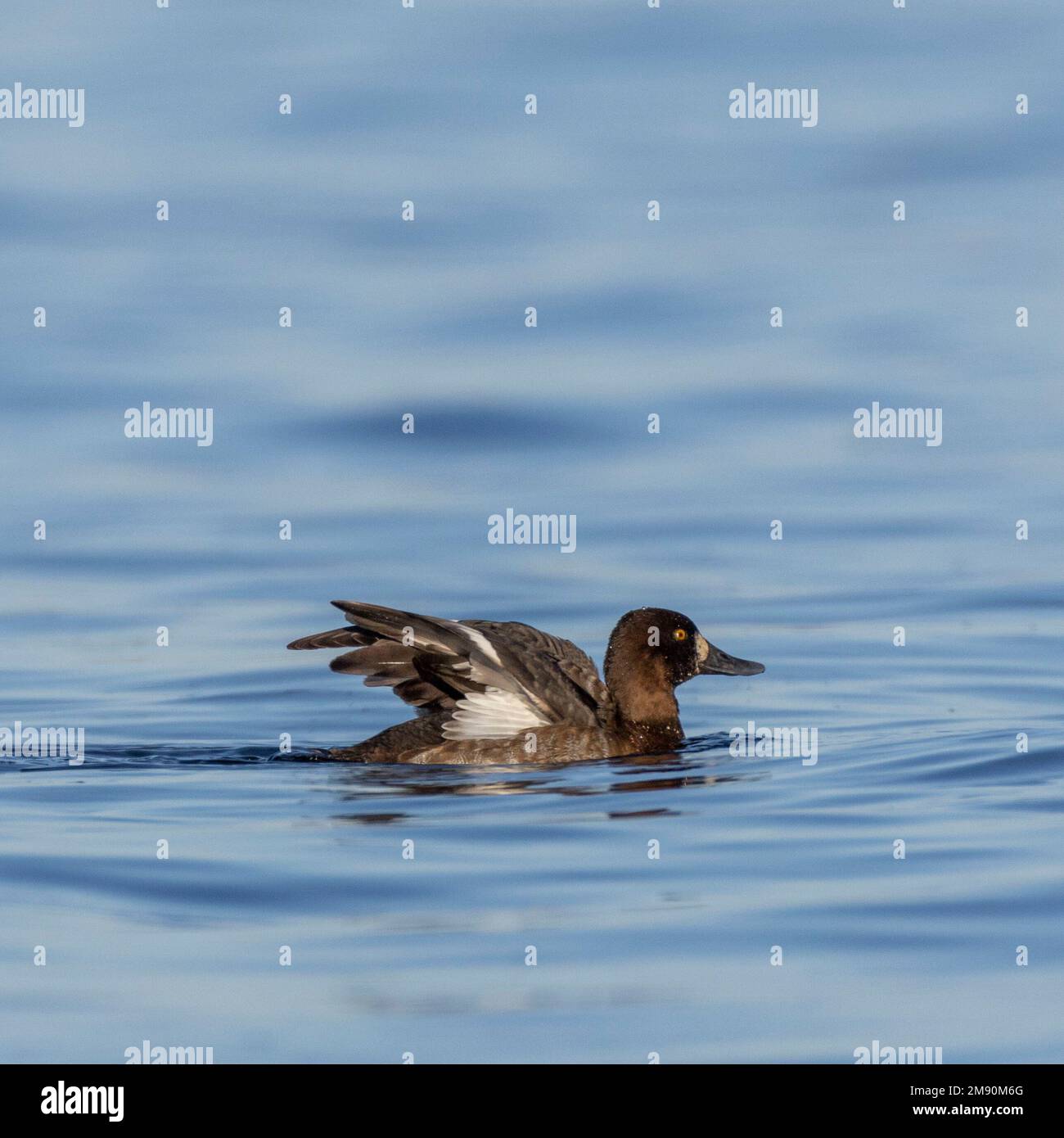 A greater scaup (Aythya marila) flaps its wings on the Ottawa River