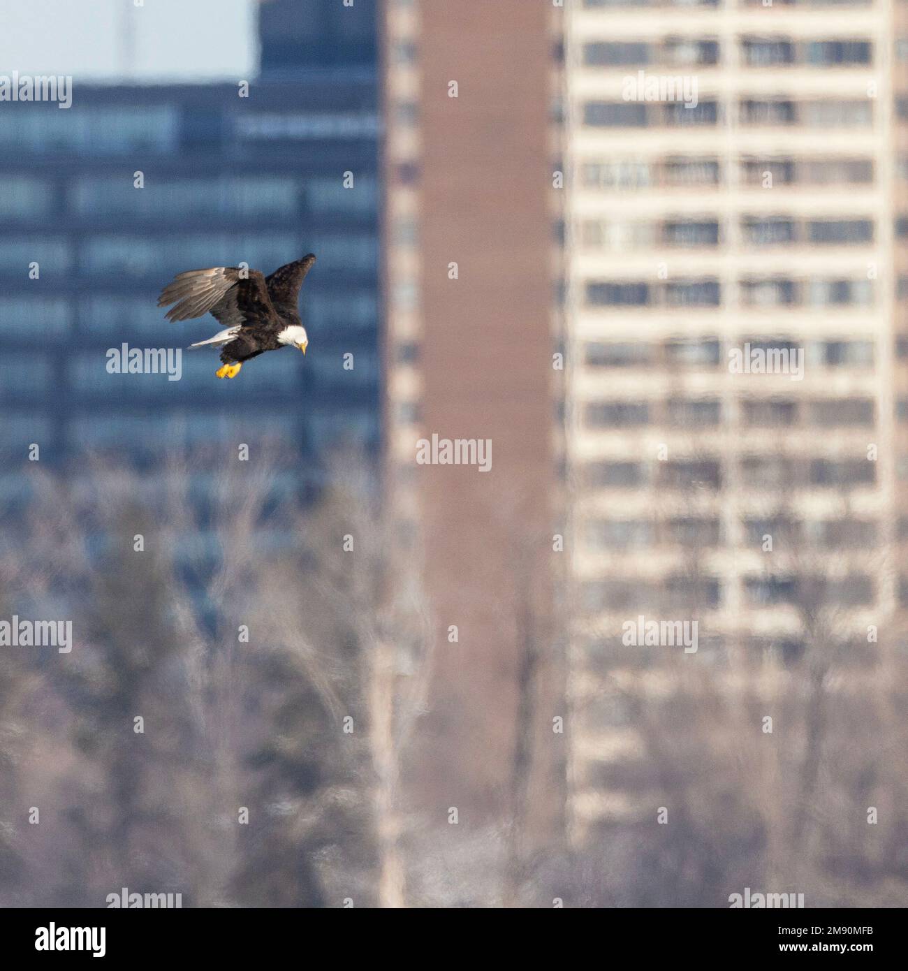 A bald eagle (Haliaeetus leucocephalus) gets ready to strike over the Ottawa River in the City of Ottawa with building in the background Stock Photo