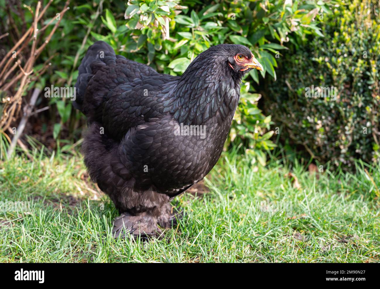 Brahma hen in nature. Organic brahma hen. Brahma rooster on the loose. Free range laying hen. Collectible hen.Pets in the wild. Stock Photo
