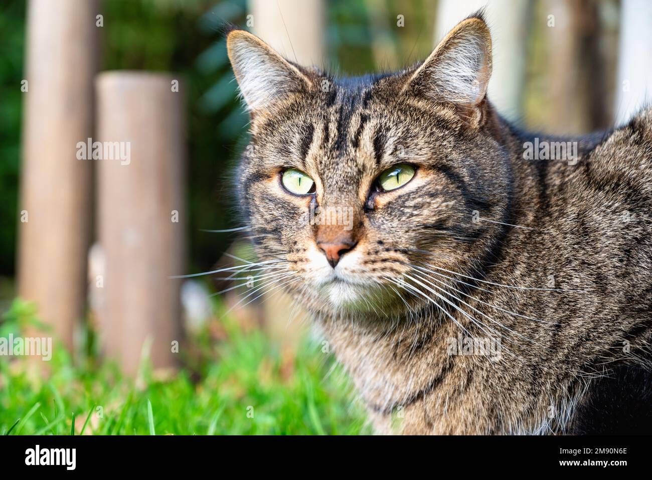 Close-up of the cat's head. Stunning cat face. Black and brown cat.Cute cat Stock Photo
