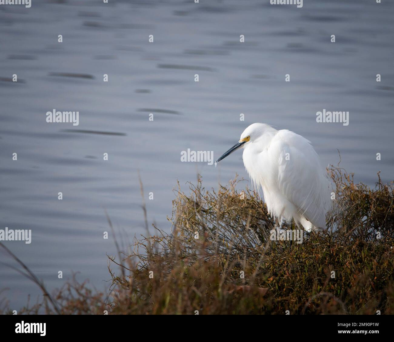 A Snowy Egret (Egretta thula) at the Bolsa Chica Ecological Reserve in ...