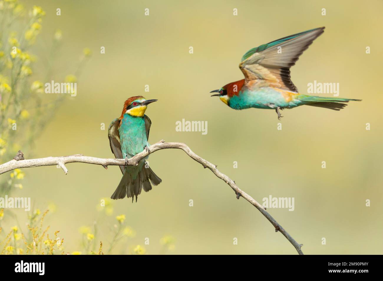 European Bee-eater (Merops apiaster) pair close to nesting colony showing territorial interaction, Bratsigovo, Bulgaria Stock Photo