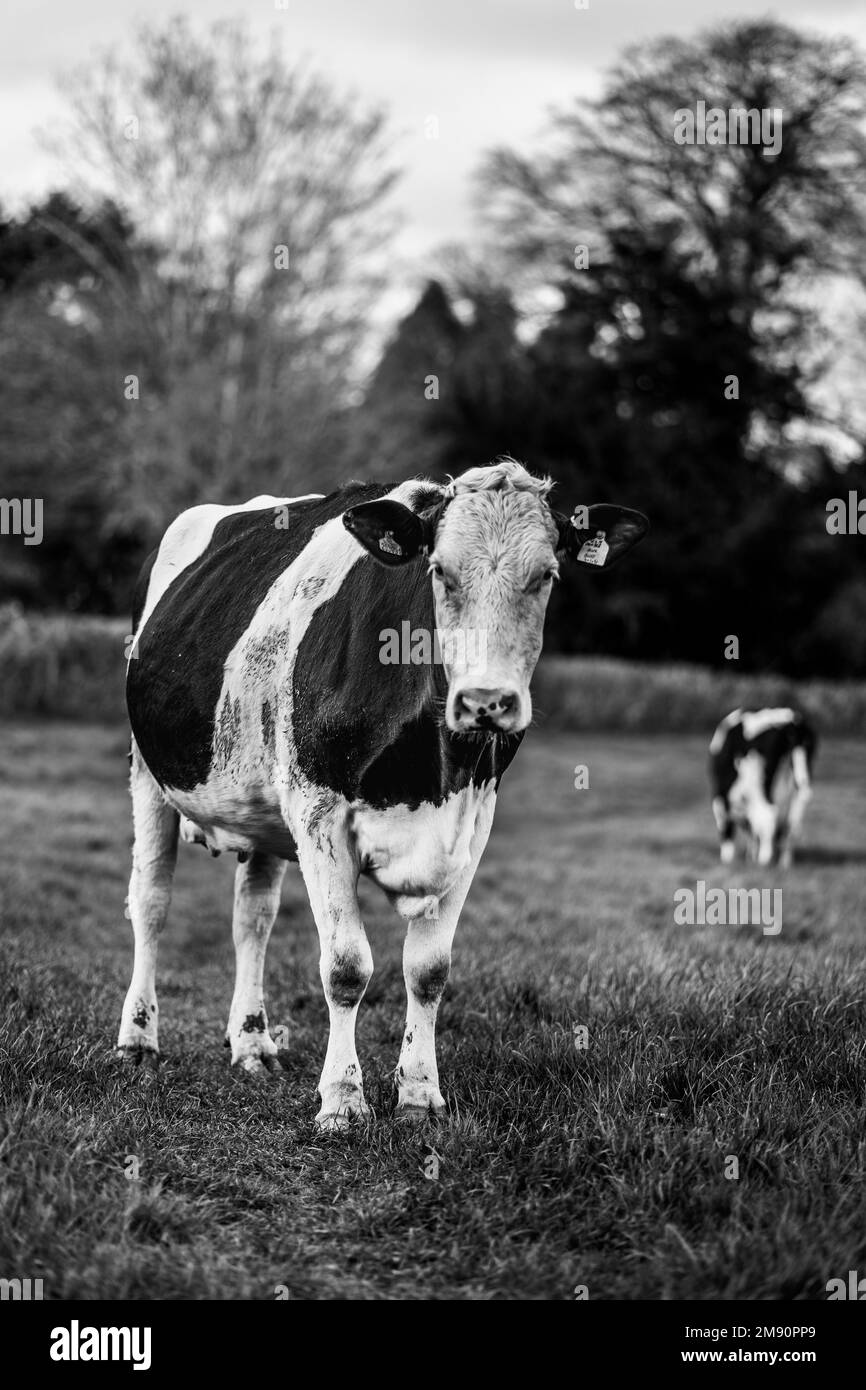Black and white cows in a field Black and White Stock Photos & Images