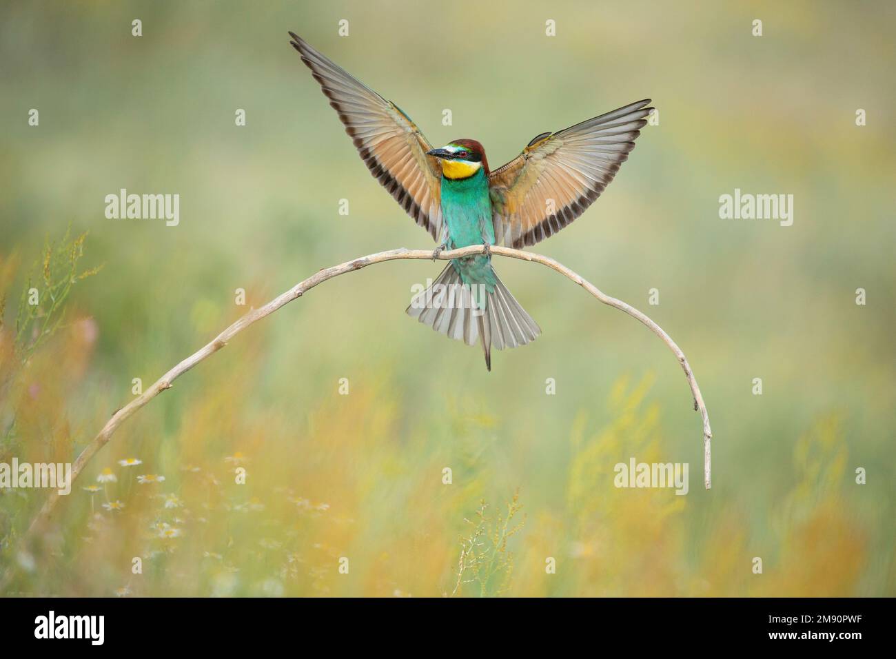 European Bee-eater (Merops apiaster), in flight landing on perch, Bratsigovo, Bulgaria Stock Photo