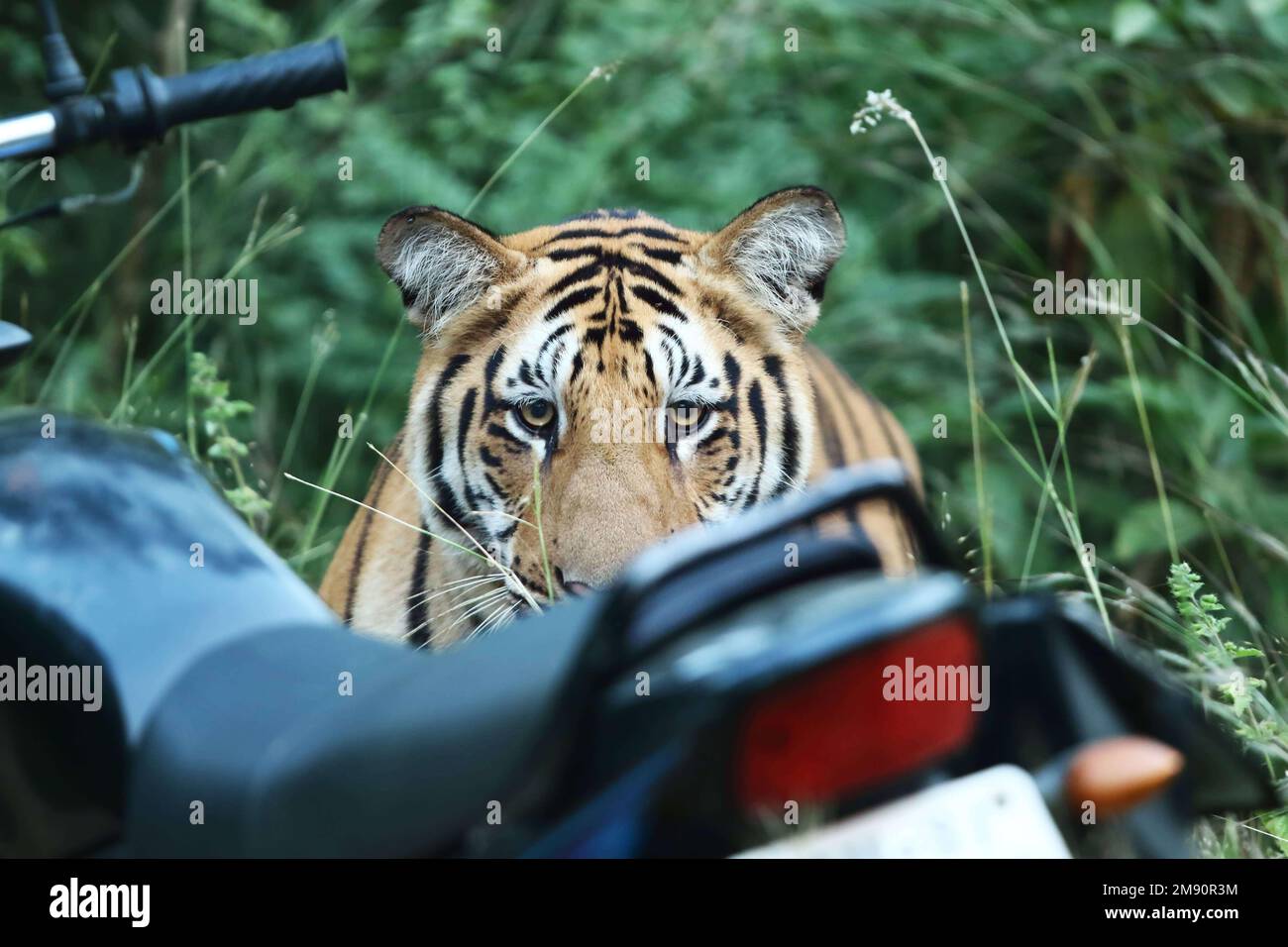 A curious object. India: THESE INCREDIBLE images show how curious tigers can delay bikers from getting home while examining their motorbikes. One imag Stock Photo
