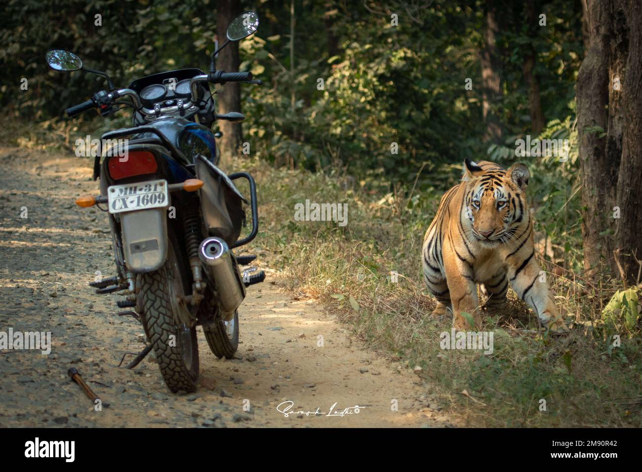 Scared off. India: THESE INCREDIBLE images show how curious tigers can delay bikers from getting home while examining their motorbikes. One image show Stock Photo