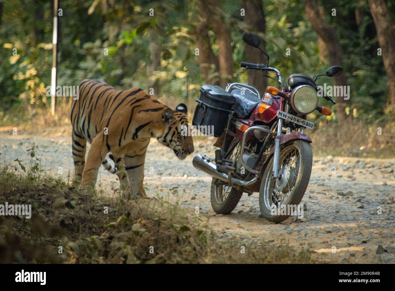 This smells funny. India: THESE INCREDIBLE images show how curious tigers can delay bikers from getting home while examining their motorbikes. One ima Stock Photo