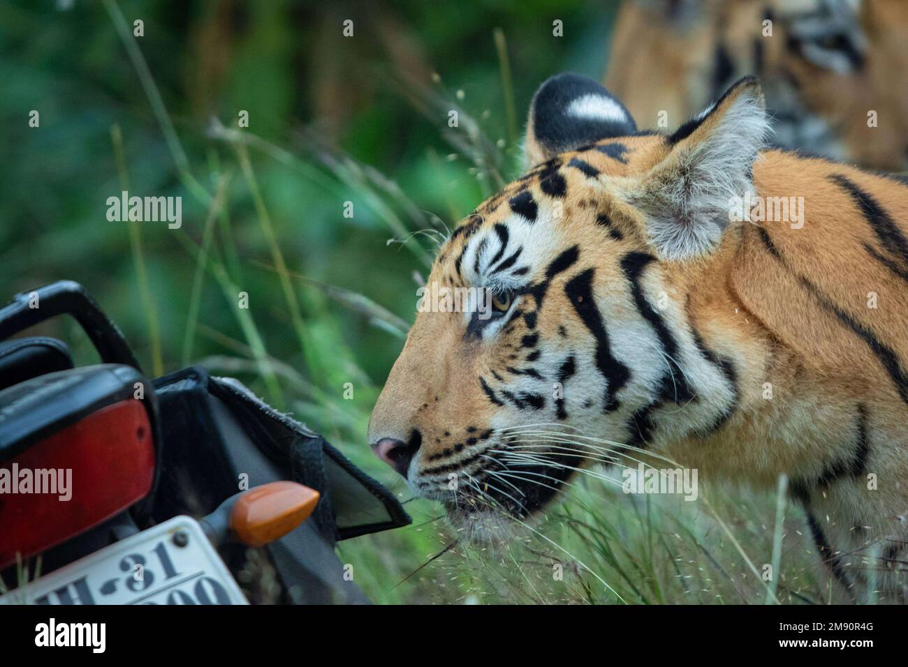 A curious tiger. India: THESE INCREDIBLE images show how curious tigers can delay bikers from getting home while examining their motorbikes. One image Stock Photo