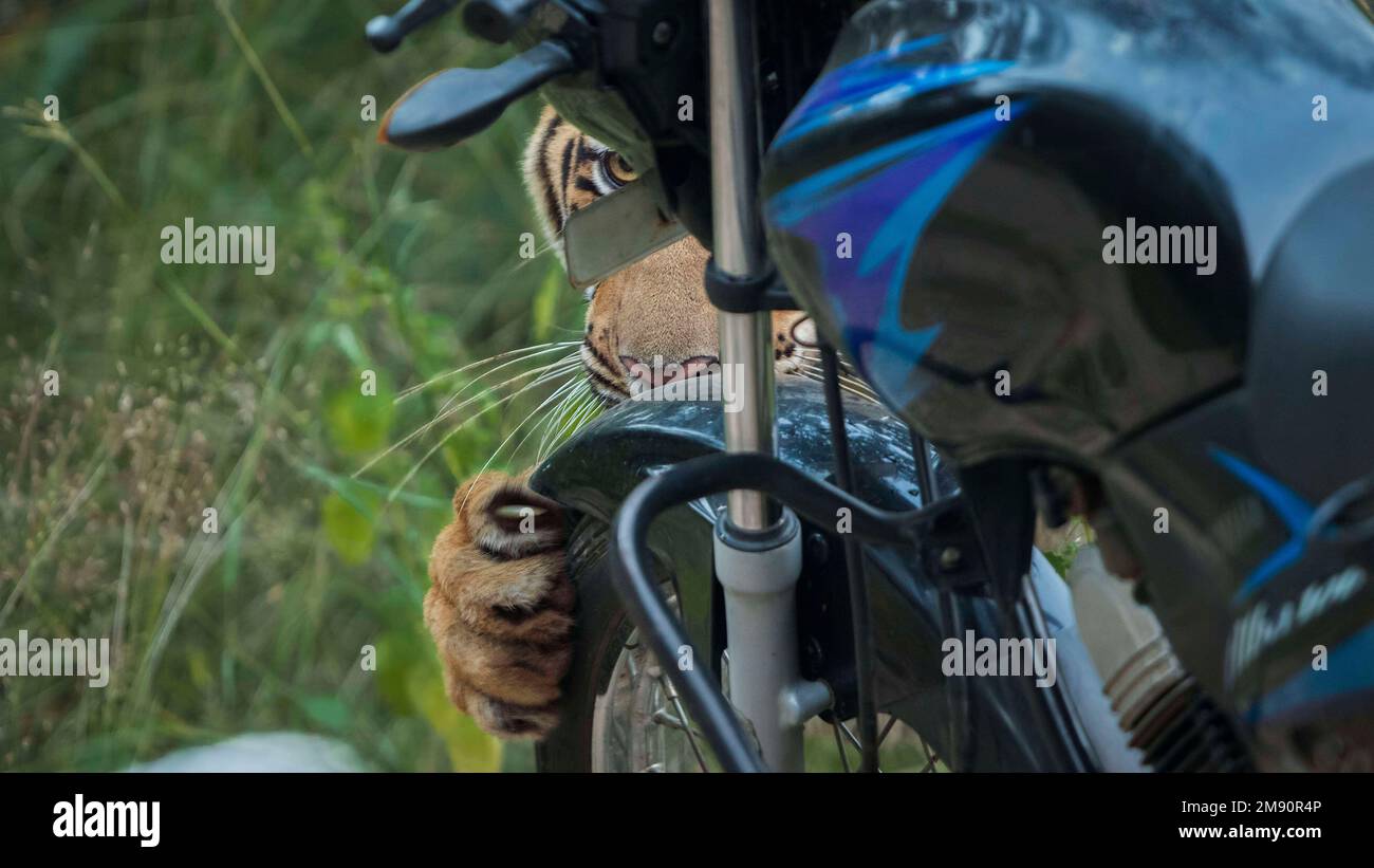 This may taste good. India: THESE INCREDIBLE images show how curious tigers can delay bikers from getting home while examining their motorbikes. One i Stock Photo