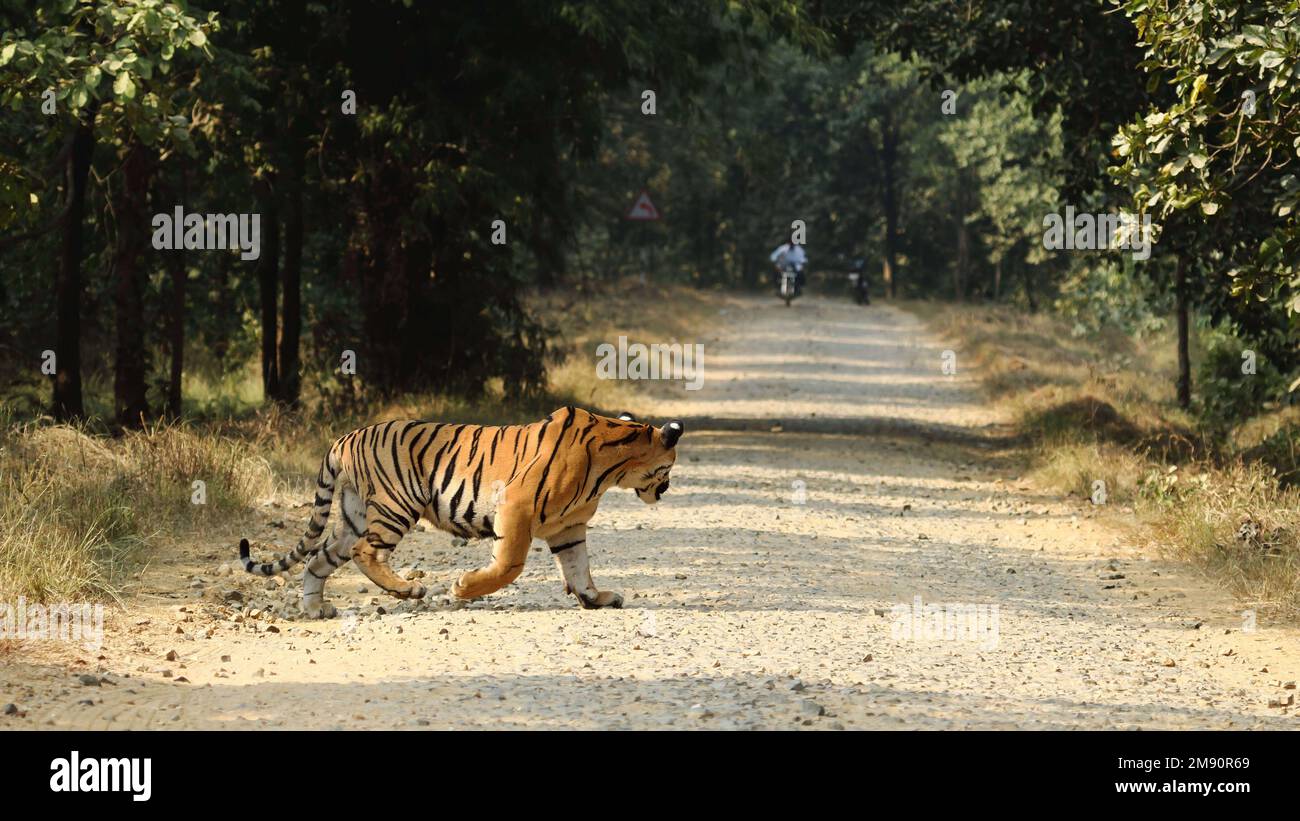 Someone approaches. India: THESE INCREDIBLE images show how curious tigers can delay bikers from getting home while examining their motorbikes. One im Stock Photo