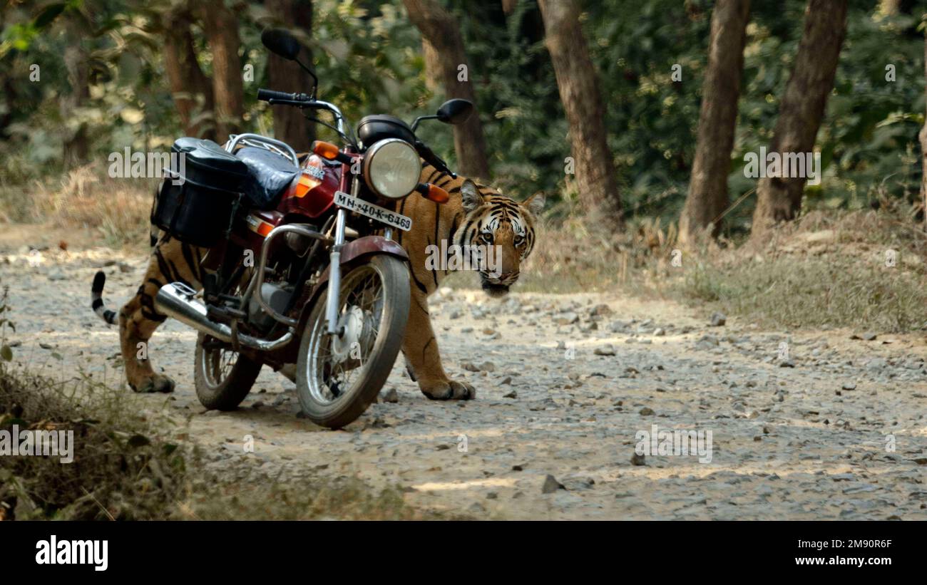 A curious vehicle. India: THESE INCREDIBLE images show how curious tigers can delay bikers from getting home while examining their motorbikes. One ima Stock Photo